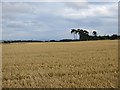 Wheat near Redford