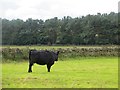 Aberdeen Angus cow