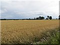 Wheat field