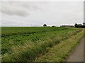 Potato field, Templehall