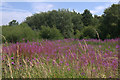 Rosebay Willowherb at the end of Montagu Road, Freshfield