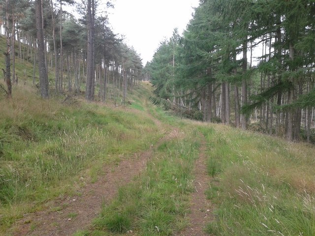 Track in Pitmiddle Wood