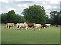 Ankerwycke, cows (and a bull)