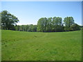 Path through Londesborough Park