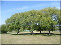 Willows in Cuddington Recreation Ground