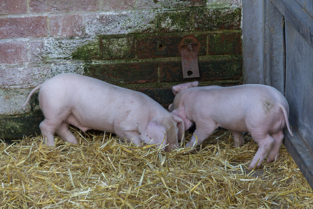 Piglets, Home Farm, Wimpole Hall, Cambridgeshire