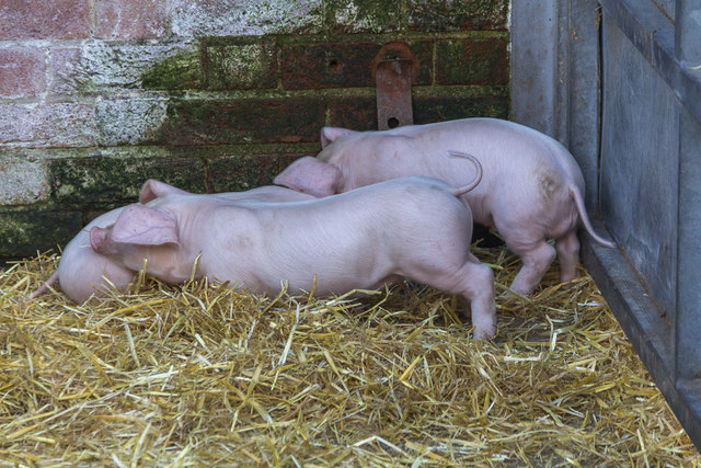 Piglets, Home Farm, Wimpole Hall, Cambridgeshire