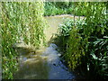 Pond in Nonsuch Park