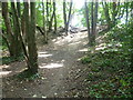 View from the London LOOP in Nonsuch Park