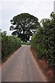 Mid Devon : Country Road