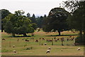 Stourton deer park