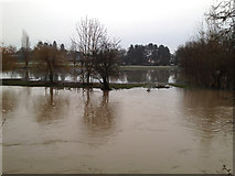 SP2965 : River Avon by Emscote Gardens, Warwick 2012, November 24, 08:31 by Robin Stott