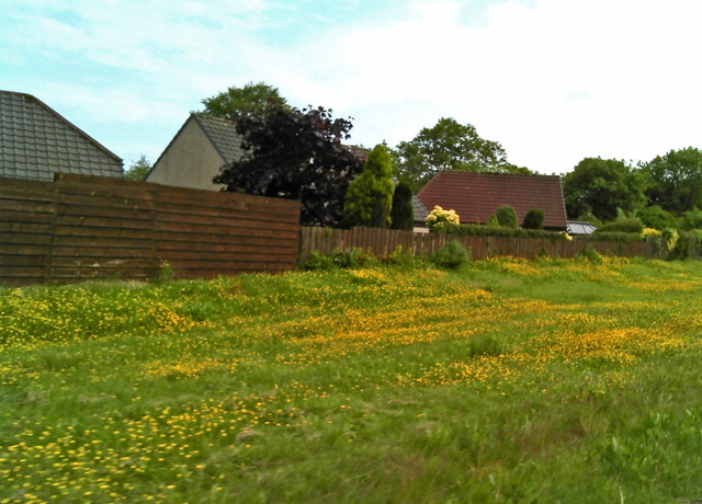 Wildflowers and homes near Farley Home Farm