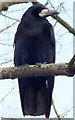 Rook (Corvus frugilegus)