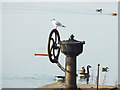 Gull on sluice control wheel