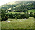 Sheep grazing in Glyn Tarell