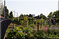 Radcliffe Road allotments, Northam