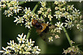 The hoverfly Volucella pellucens, Den o