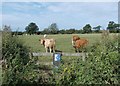 Cattle pasture east of Retford