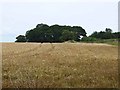 Field of barley off Five Hills Lane, Middleton Tyas