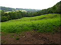 Grazing field beside Sodylt wood