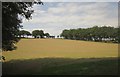 Field, Beech Tree Cottage