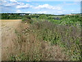 View from Ladds Lane