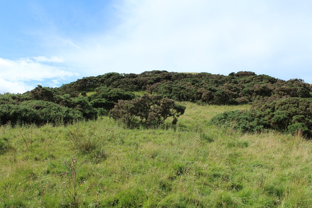 Gorse Bushes near Red Moss © Billy McCrorie :: Geograph Britain and Ireland