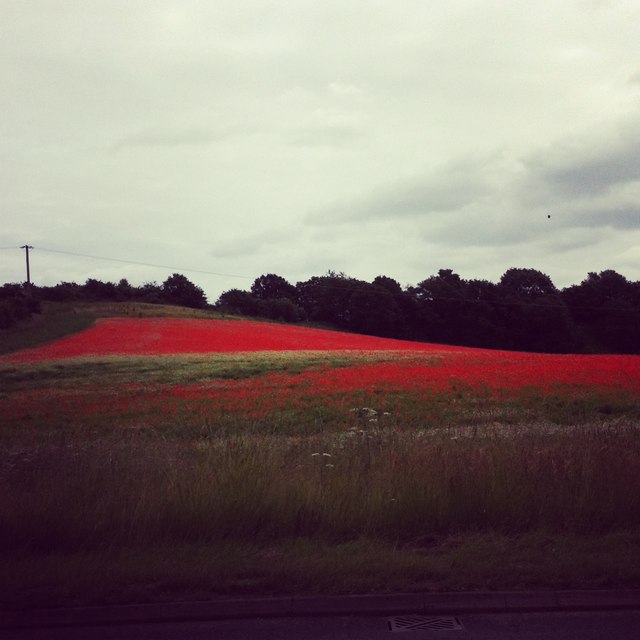 Poppy Field Bewdley