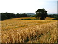 Barley fields west of Dike Farm