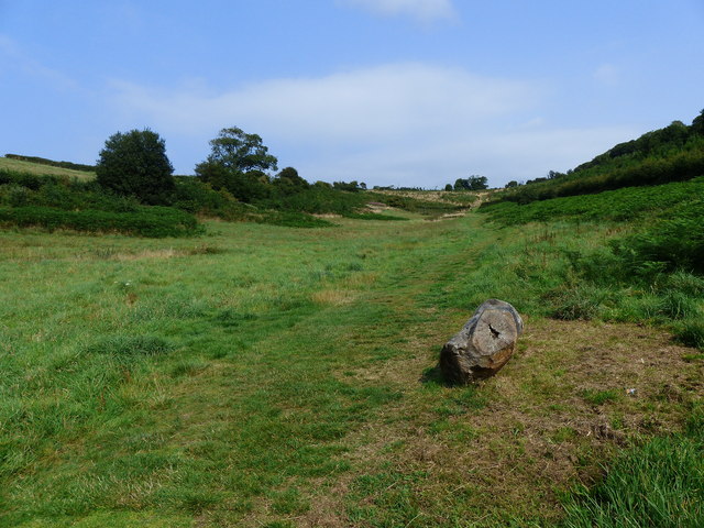 Yeo Valley Woodland looking up the hill