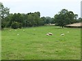 Sheep at  Temple House Farm, East Cowton