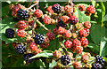 Blackberries, Saintfield (2)