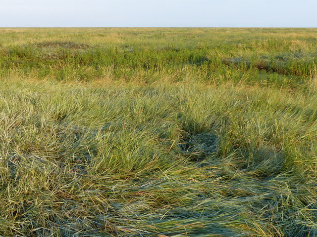 Salt marsh near Peter Black Sand