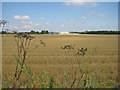 Farmland meets industrial estate