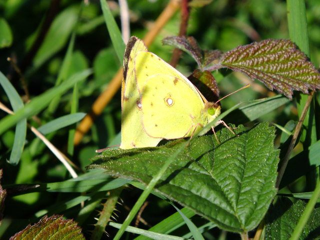 Mating Clouded Yellows