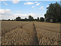 Tractor Tracks through the wheat, near Woolpits Farm