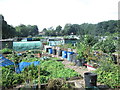 Allotments - Moorlands Avenue