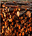 Timber stack at sunset, Padworth Common, Berkshire