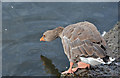 J4774 : Greylag goose, Kiltonga, Newtownards (11) by Albert Bridge