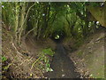 Tunnel of holly at Lumn