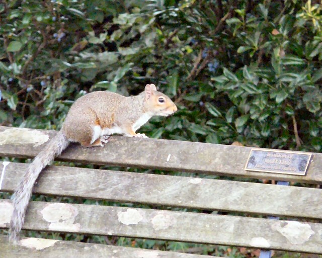 Squirrel on Mary King's bench