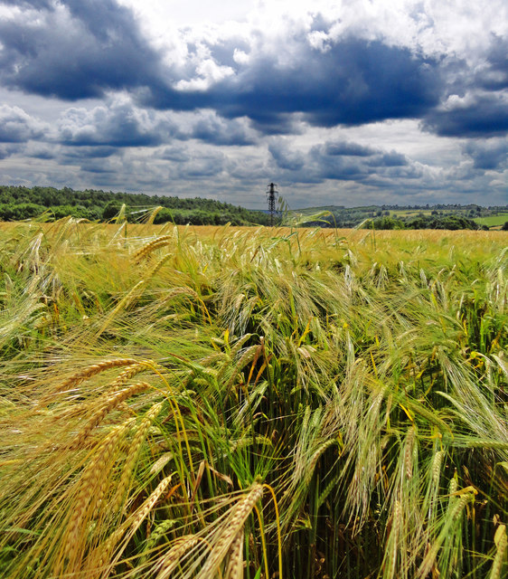 Wheat Fields off Lockton Lane