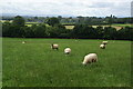 Sheep near Knayton