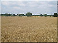 Barley field near Fisher