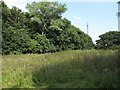 Small wood near Shair Lane, Tendring