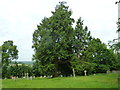 Parish church, Donhead St Mary: churchyard (4)