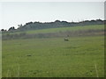 Coastal pasture between Aberporth and Mwnt