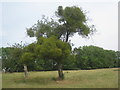 Tree full of mistletoe