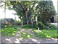 Oak tree by the north end of Footpath 161